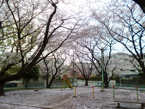 おはなみ 021.JPG