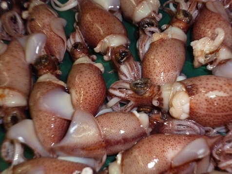 ごがつにじゅうに 002.JPG