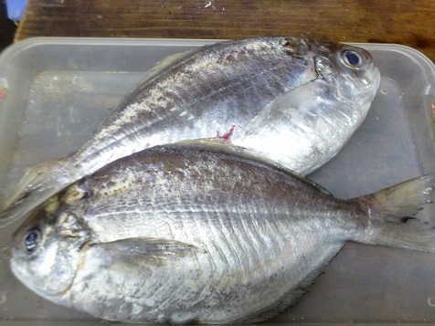 ごがつにじゅうに 003.JPG