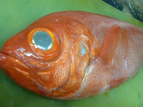 ごがつにじゅうに 004.JPG