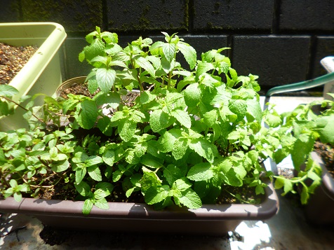 ごがつにじゅうに 006.JPG