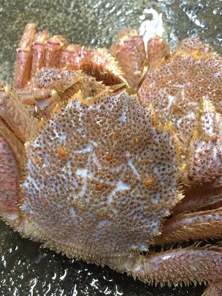 ケイタイ画像 006.JPG