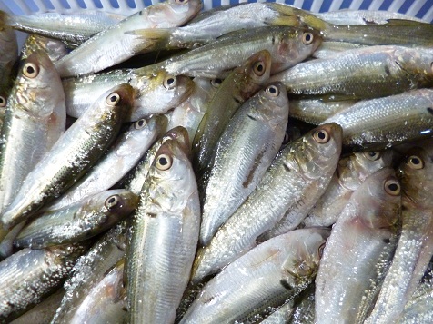 ７月２６日 004.jpg