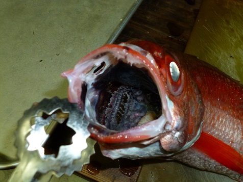 5月２６日 004.jpg